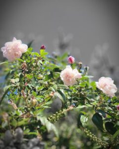 Gal Bason - NAET Carrousel 5